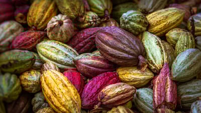 Bing wallpaper July 7, 2023. Cocoa pods from Ambanja, Madagascar (© pierivb/Getty Images)