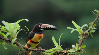 Bing wallpaper July 10, 2024. Collared aracari, Costa Rica (© Juan Carlos Vindas/Getty Images)