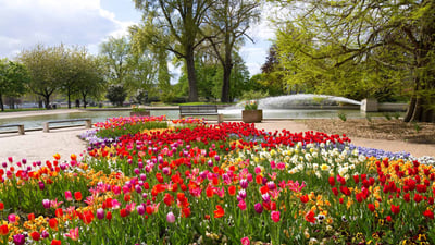 Bing wallpaper April 20, 2024. Blumenbeete mit Tulpen und anderen Frühlingsblumen im Rheinpark, Köln (© Elisabeth Schittenhelm/Getty Images)