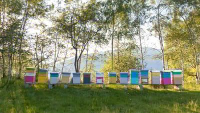 Bing wallpaper August 16, 2025. Colourful beehives, Italy (© Roberto Caucino/Shutterstock)