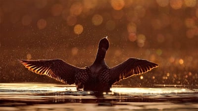 Bing wallpaper September 19, 2019. A common loon in the Superior National Forest in Minnesota (© Jim Brandenburg/Minden Pictures)