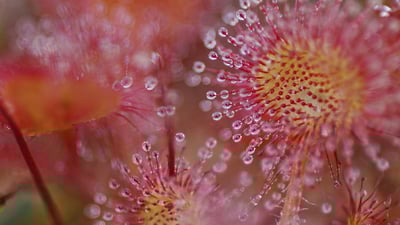 Bing wallpaper June 19, 2019. Common Sundew (Drosera rotundifolia) showing sticky leaves, Vosges, France (© Christophe Sidamon-Pesson/Minden Pictures)