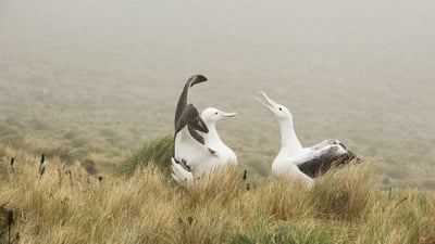 Bing wallpaper February 28, 2021. Couple d’albatros royal jouant sur l’île Campbell, Nouvelle-Zélande (© Mike Potts/Minden)