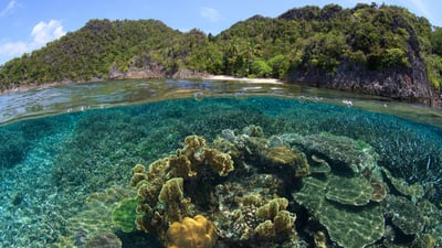 Bing wallpaper July 11, 2026. Coral reef and beach in Raja Ampat, Indonesia (© SergeUWPhoto/Shutterstock)