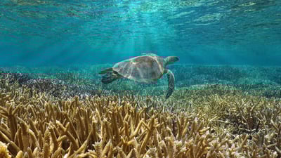 Bing wallpaper December 28, 2024. A green sea turtle swims in the Pacific Ocean near the French special collectivity of New Caledonia (© Damsea/Shutterstock)