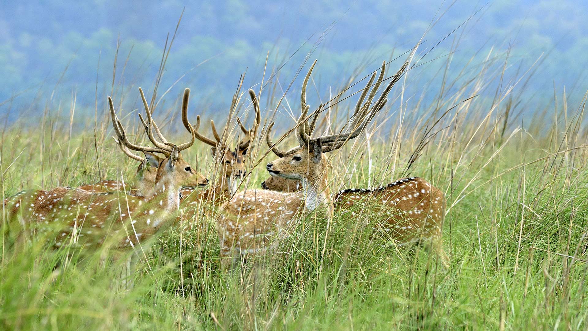Bing wallpaper April 1, 2020. Deer in the grasslands at Jim Corbett National Park, Uttarakhand, India (© FLPA/Alamy Stock Photo)