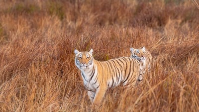 Bing wallpaper July 29, 2024. Tiger siblings in Jim Corbett National Park, Uttarakhand, India (© Sourabh Bharti/Getty Images)