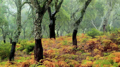 Bing wallpaper November 1, 2019. Cork tree forest (© Andrés M. Domínguez/Minden)