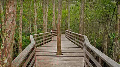 Bing wallpaper November 17, 2021. Boardwalk Trail at Corkscrew Swamp Sanctuary in Florida (© Bill Gozansky/Alamy)