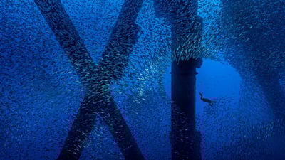 Bing wallpaper January 16, 2020. A Brandt's cormorant hunts for a meal in a school of Pacific mackerel beneath an oil rig off the coast of Los Angeles, California (© Alex Mustard/Minden Pictures)