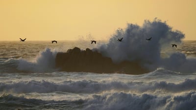 Bing wallpaper October 9, 2026. Double-crested cormorants over Monterey Bay, California, United States (© Hiroya Minakuchi/Minden Pictures)