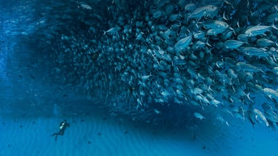 Bing wallpaper June 8, 2021. Thousands of jack fish swimming together at Cabo Pulmo National Park, Sea of Cortez, Baja California, Mexico (© Christian Vizl/Tandem Stills + Motion)
