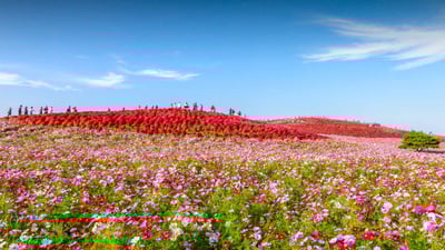 Bing wallpaper September 13, 2024. 国営ひたち海浜公園, 茨城県 ひたちなか市 (© ThePonAek/Shutterstock)