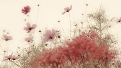 Bing wallpaper September 13, 2020. ｢秋のコスモス｣長崎 (© Kumiko Goto/Getty Images)