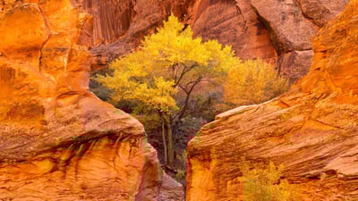 Bing wallpaper September 23, 2023. Cottonwood trees and red sandstone in Coyote Gulch, Glen Canyon National Recreation Area, Utah (© Stephen Matera/Tandem Stills + Motion)
