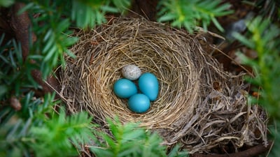 Bing wallpaper May 28, 2021. Robin's nest with a brown-headed cowbird egg (© Edward Kinsman/Science Photo Library)