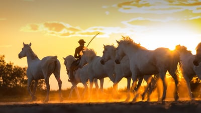 Bing wallpaper September 25, 2019. Cowboy accompagnant une harde de chevaux sauvages, Camargue, France (© Peter Adams/Offset by Shutterstock)