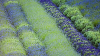 Bing wallpaper July 27, 2021. Rows of different lavender plants in a field in the Cowichan Valley in British Columbia (© plainpicture/Design Pics/Debra Brash)