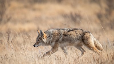 Bing wallpaper July 3, 2023. A coyote in Banff, Alberta, Canada (© Harry Collins/Getty Images)
