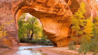 Bing wallpaper September 28, 2024. Cottonwoods seen through an arch in Coyote Gulch, Glen Canyon Recreation Area, Utah (© Stephen Matera/Tandem Stills + Motion)