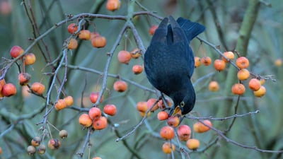 Bing wallpaper October 22, 2019. Blackbird eating a crab apple in a garden in Wiltshire, United Kingdom (© Nick Upton/Minden Pictures)