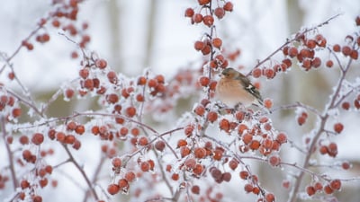 Bing wallpaper January 6, 2024. Male chaffinch perched on a crab apple tree in winter (© Mark Hamblin/2020VISION/Minden Pictures)