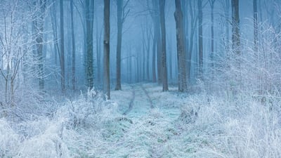Bing wallpaper February 16, 2022. Beech woodland in hoarfrost, Cranborne Chase, Dorset, England (© Guy Edwardes/Minden Pictures)
