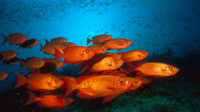 Bing wallpaper January 12, 2025. Crescent-tail bigeye fish in the Great Barrier Reef, Australia (© Fred Bavendam/Minden Pictures)