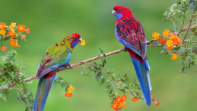 Bing wallpaper March 23, 2020. Crimson rosella with juvenile, Victoria, Australia (© Naser Alhujailan/plainpicture/Minden Pictures)
