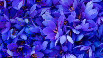 Bing wallpaper November 6, 2019. Saffron crocus flowers in Spain (© Juan-Carlos Munoz/Minden Pictures)