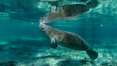 Bing wallpaper March 26, 2025. Manatee in Three Sisters Springs, Crystal River National Wildlife Refuge, Florida (© Stephen Frink/Getty Images)