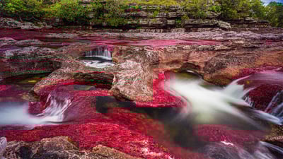 Bing wallpaper August 24, 2020. Caño Cristales river in the Serranía de la Macarena region of Colombia (© Jorge Iván Vásquez Cuartas/Getty Images)
