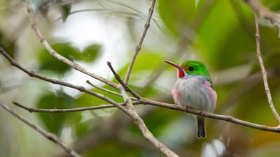 Bing wallpaper September 17, 2023. Cuban tody, Alejandro de Humboldt National Park, Cuba (© Bruno D'Amicis/Minden Pictures)
