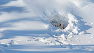 Bing wallpaper March 11, 2020. Polar bear cubs looking out of their den in Wapusk National Park in Manitoba (© Robert Harding/Alamy)