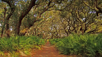 Bing wallpaper November 10, 2021. Cumberland Island National Seashore, Georgia (© Wilsilver77/Getty Images Plus)