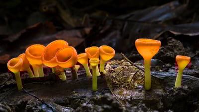 Bing wallpaper December 28, 2019. ｢キンチャワンタケ｣コスタリカ, コルコバード国立公園 (© Alex Hyde/Minden Pictures)
