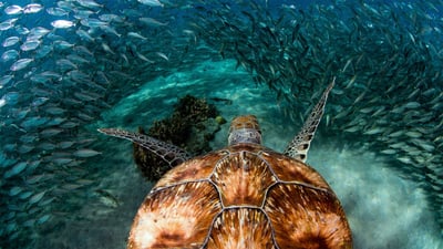 Bing wallpaper May 23, 2019. Green sea turtle with sardines near Playa Grandi, Curaçao (© yfhishinuma/Getty Images Plus)