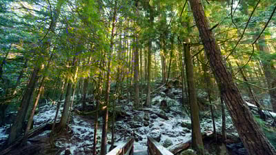 Bing wallpaper January 26, 2023. Rainforest trails along Cypress Creek, West Vancouver, BC (© Jason Wilde/TANDEM Stills + Motion)