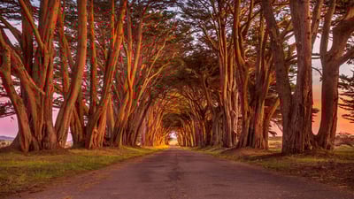Bing wallpaper February 23, 2022. The cypress tunnel at Point Reyes National Seashore in California (© Spondylolithesis/Getty Images)