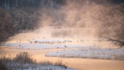 Bing wallpaper January 19, 2024. 音羽橋から見る川霧に佇むタンチョウ, 北海道 阿寒郡 (© Natapong Supalertsophon/Getty Images)