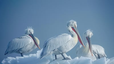 Bing wallpaper February 23, 2021. Dalmatian pelicans on ice, Lake Kerkini, Greece (© Guy Edwardes/Minden Pictures)
