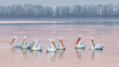 Bing wallpaper January 26, 2026. Des pélicans frisés sur le Lac Kerkini, Grèce (© Guy Edwardes/naturepl.com)