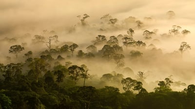 Bing wallpaper March 21, 2025. Mist over a lowland rainforest, Danum Valley, Sabah, Borneo, Malaysia (© Nick Garbutt/Alamy)