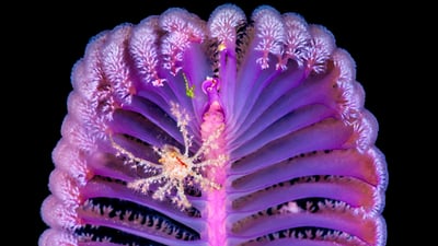 Bing wallpaper September 27, 2026. Decorator crab on a sea pen, Komodo National Park, Indonesia (© Alex Mustard/Nature Picture Library)