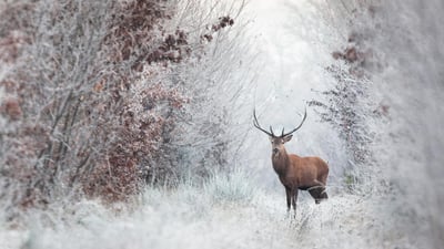 Bing wallpaper January 31, 2025. Cerf élaphe, forêt de Rambouillet, Île-de-France (© Nicolas Le Boulanger/500px/Getty Image)