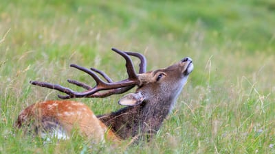 Bing wallpaper July 15, 2026. Cerf sika dans l’herbe, parc de Merlet, Haute-Savoie (© porojnicu/Getty Images)