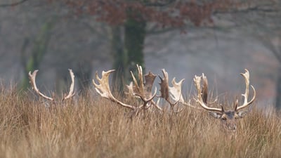 Bing wallpaper January 15, 2026. Cerf cachés dans la forêt (© AB Photography/Getty images)