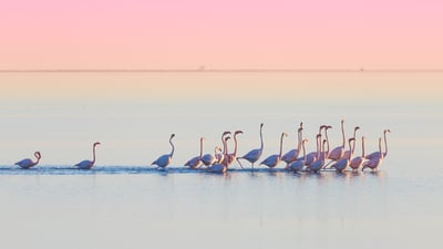 Bing wallpaper July 30, 2026. Flamencos en el Delta del Ebro, Tarragona, España (© mafrmcfa/Getty Images)