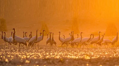 Bing wallpaper November 26, 2021. Demoiselle cranes come to Khichan village in Rajasthan, India (© Pinkesh Bhati/Shutterstock)