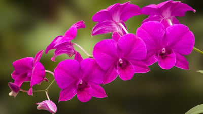Bing wallpaper April 8, 2026. Orquídea Denphal (© Rui Santos/Getty Images)